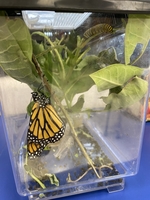 Butterfly Hatches!